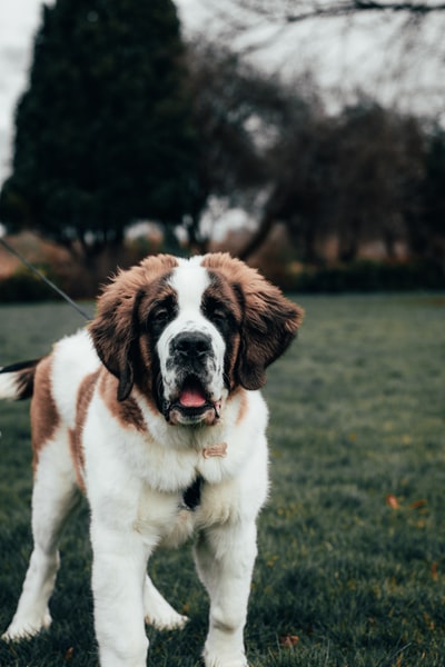 白色和棕色的圣伯纳犬白天在绿色的草地上